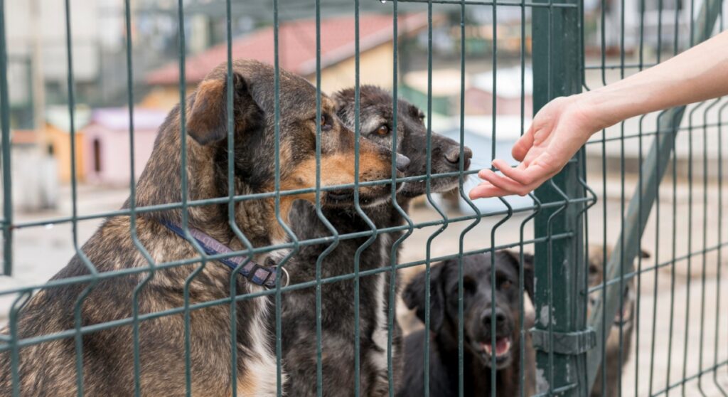 Schronisko TOZ "Fauna" w Rudzie Śląskiej apeluje o pomoc dla bezdomnych zwierząt